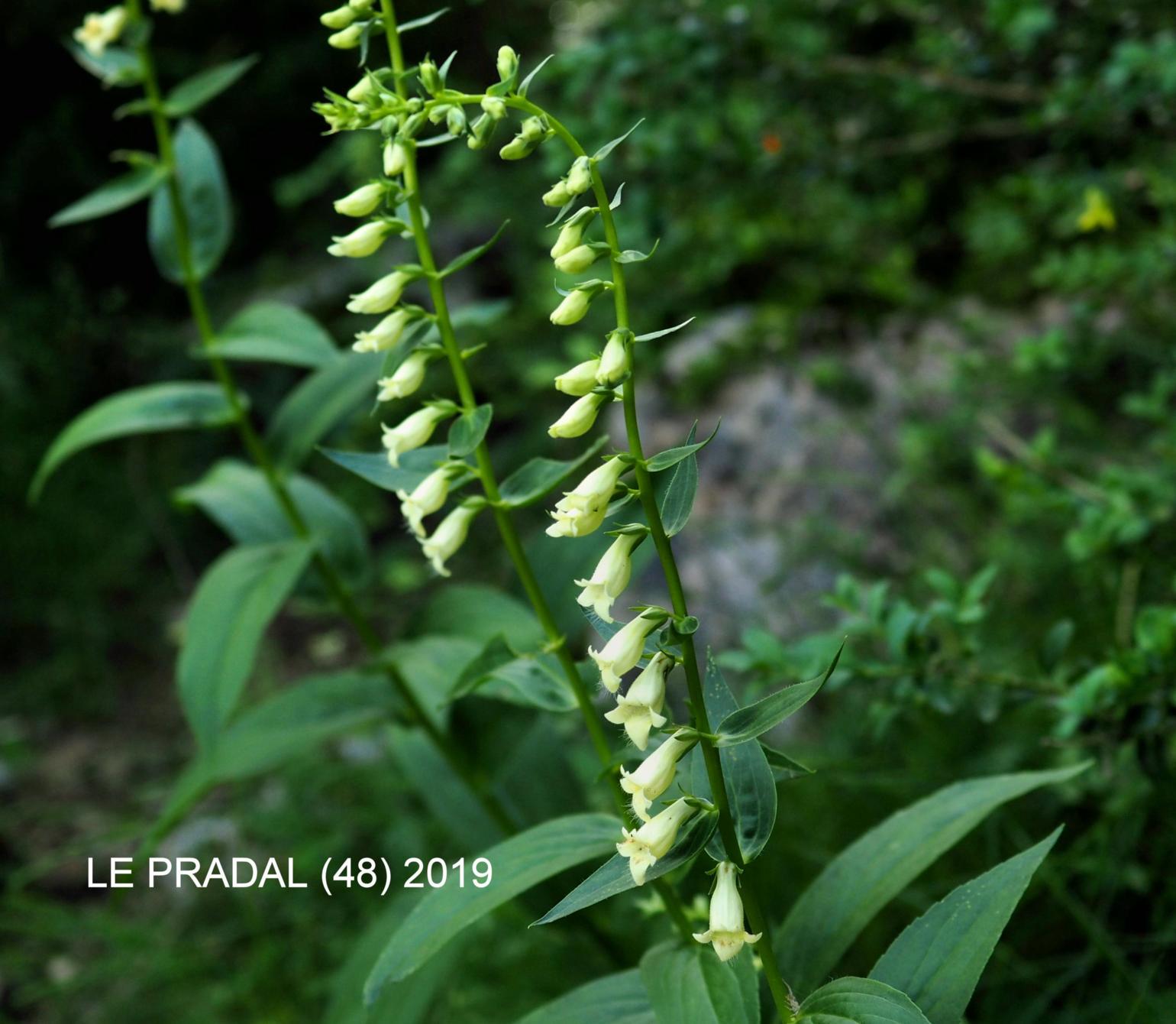 Foxglove, Small Yellow